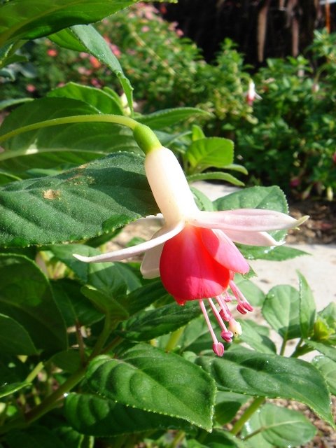 Fuchsia x 'Delta's Prelude'